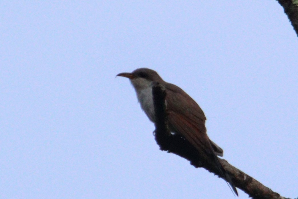 Yellow-billed Cuckoo - ML622839799