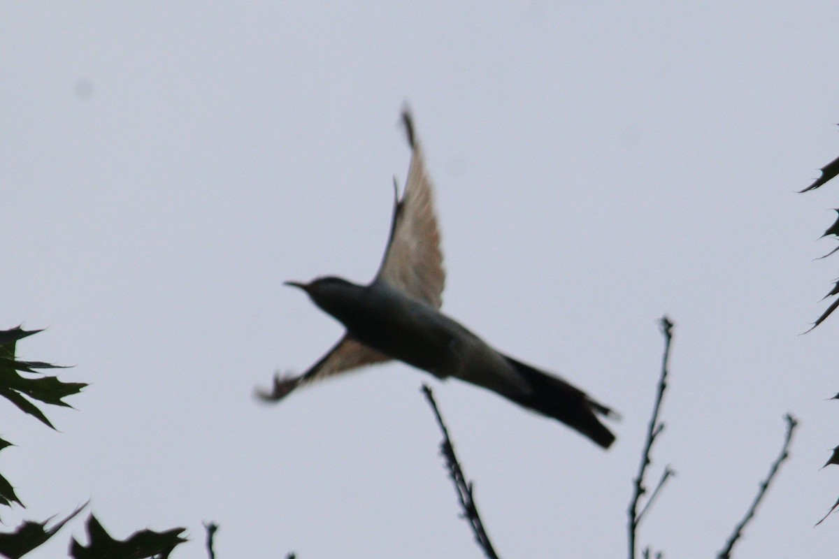 Yellow-billed Cuckoo - ML622839800