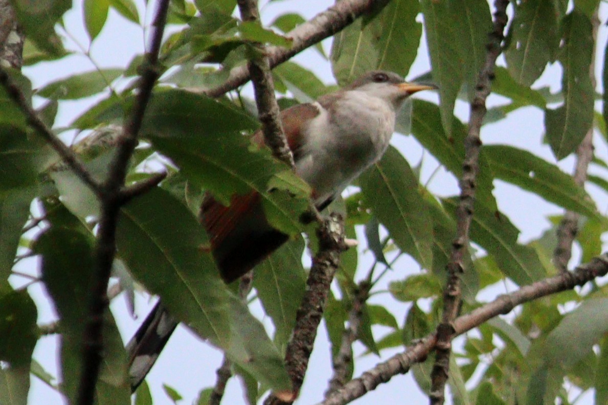 Yellow-billed Cuckoo - ML622839801