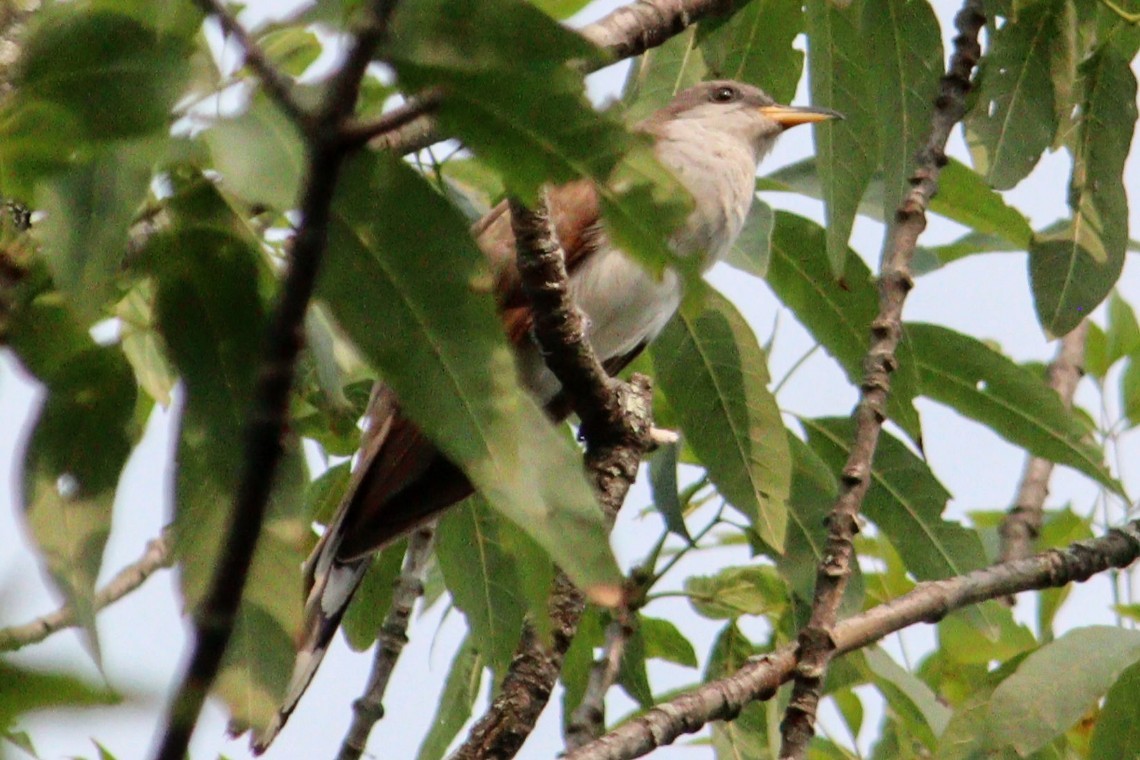 Yellow-billed Cuckoo - ML622839802