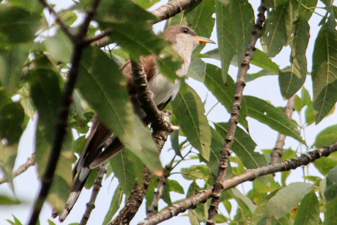 Yellow-billed Cuckoo - ML622839803