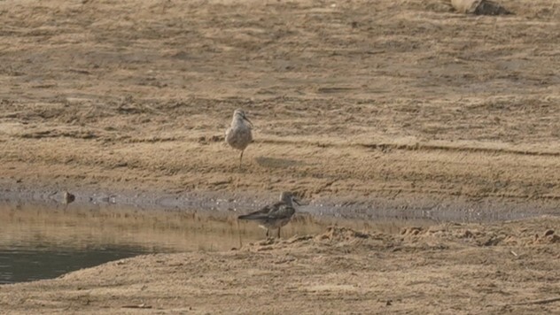 Curlew Sandpiper - ML622839880