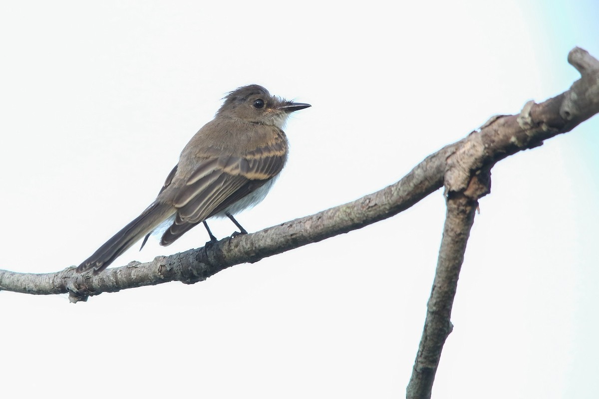 Eastern Phoebe - ML622839896