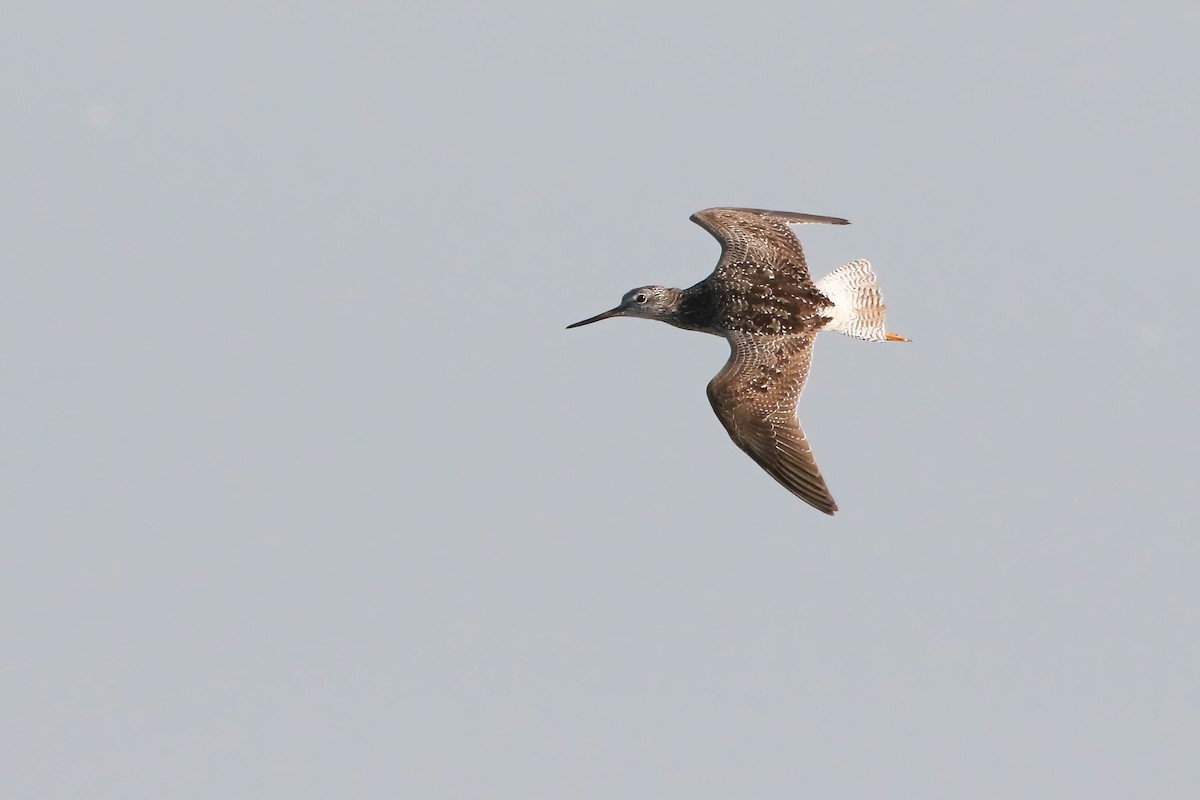 Greater Yellowlegs - ML622839903