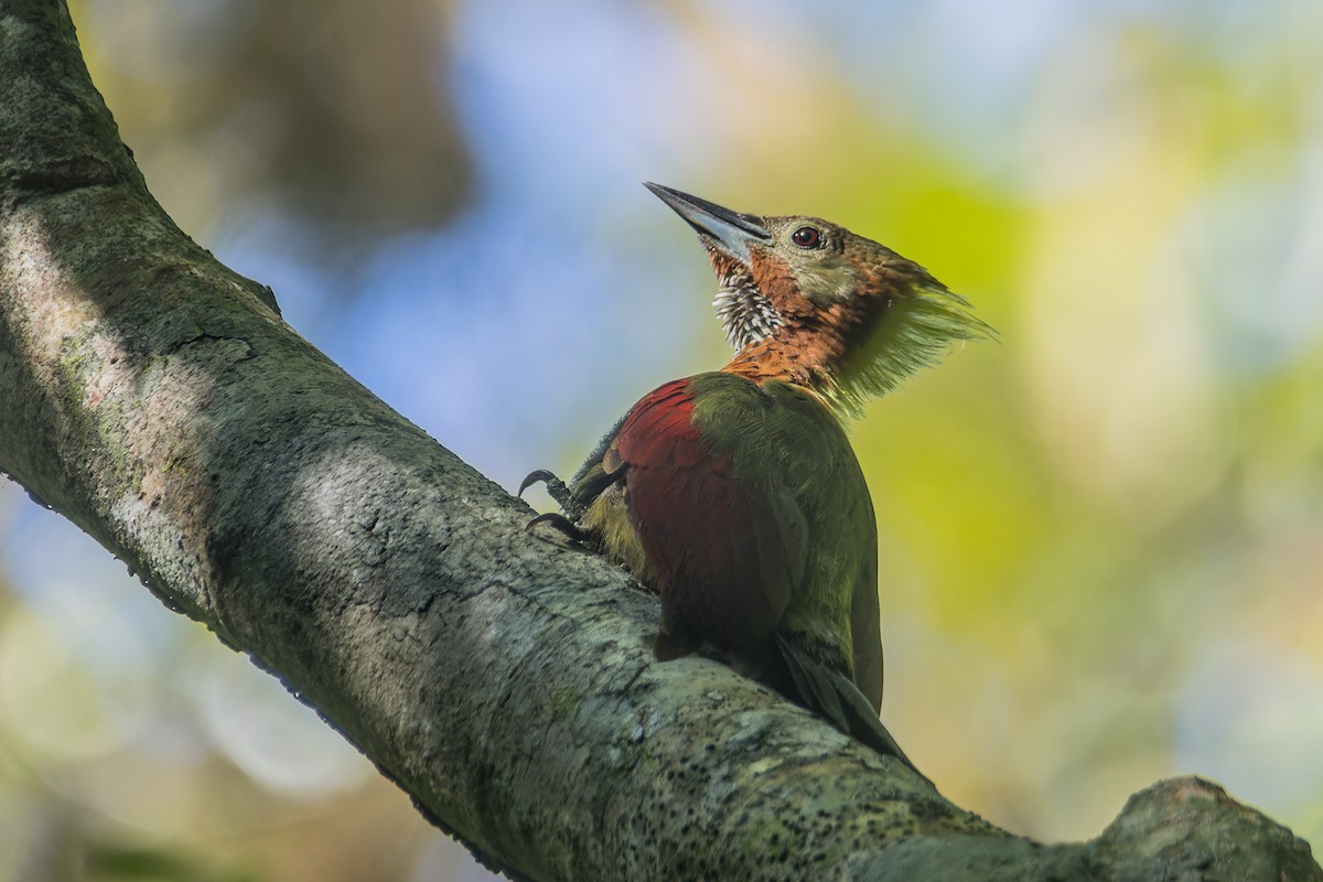 Checker-throated Woodpecker (Checker-throated) - ML622839927