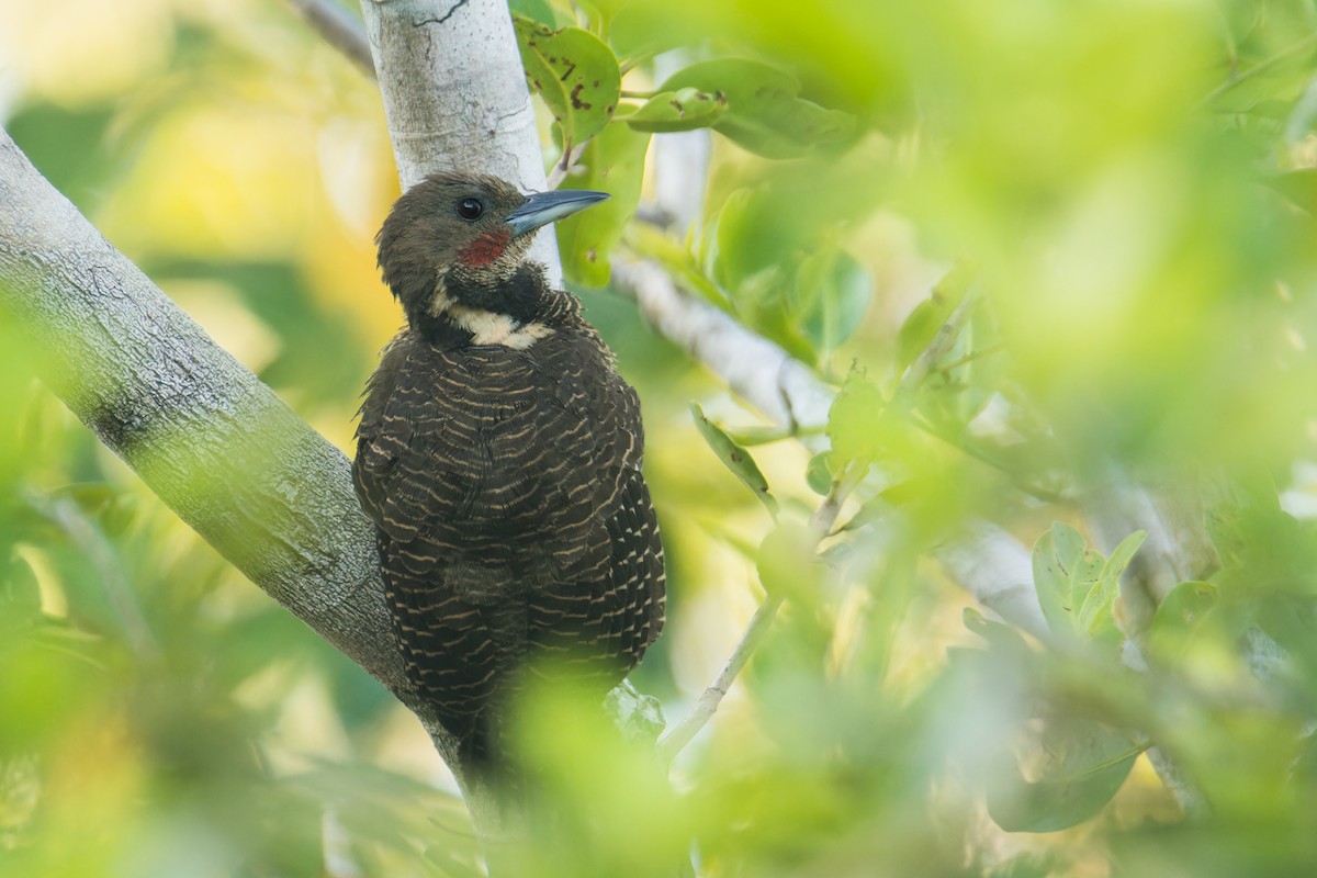 Buff-necked Woodpecker - ML622839929