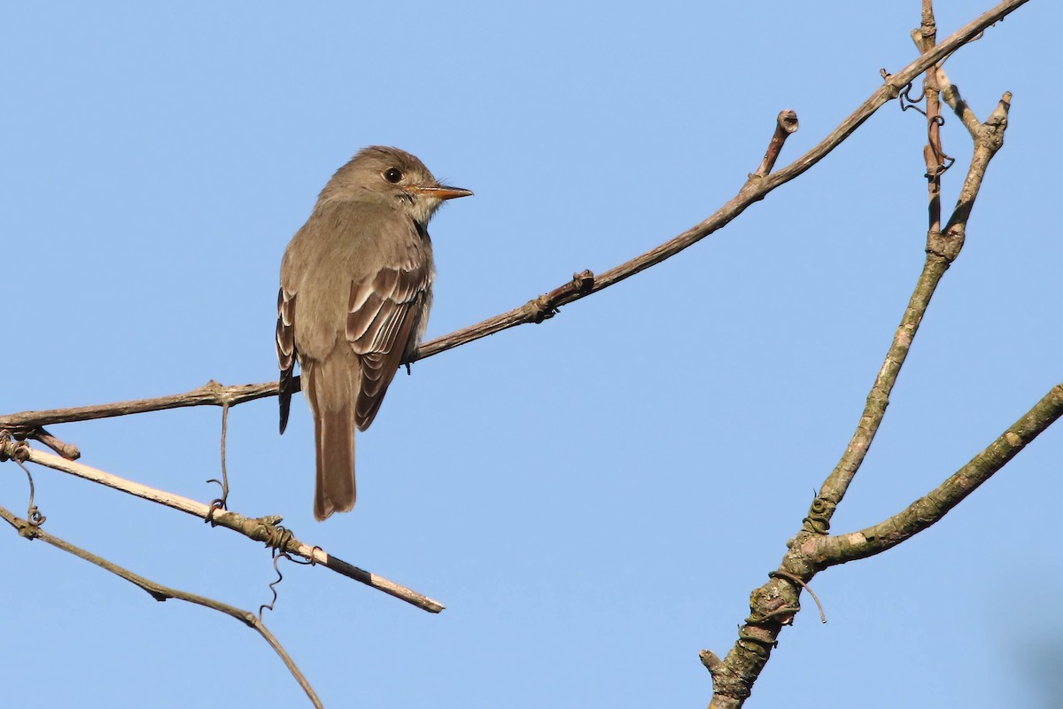 Eastern Wood-Pewee - ML622840017