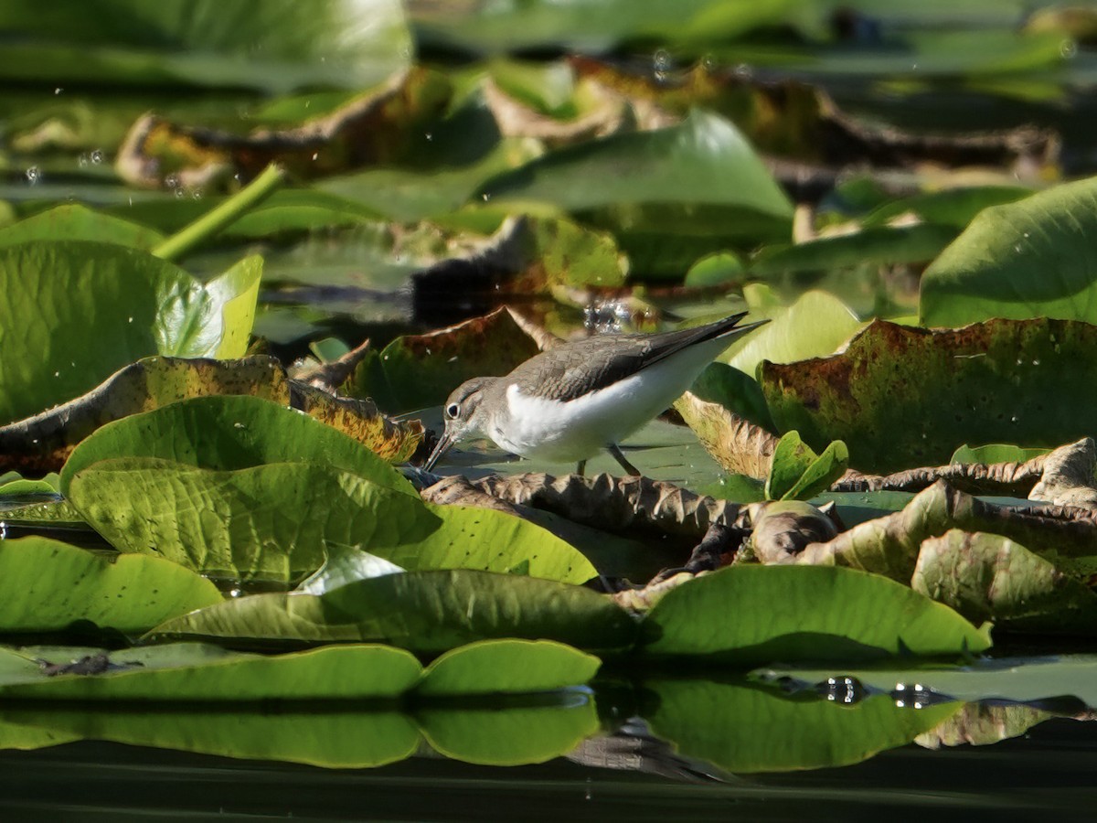 Spotted Sandpiper - Troy Gorodess