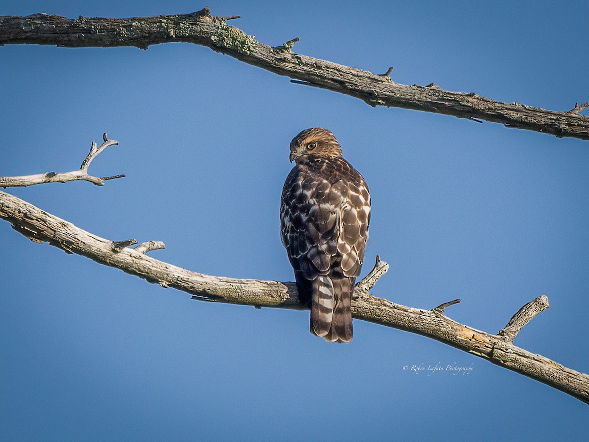 Broad-winged Hawk - ML622840071