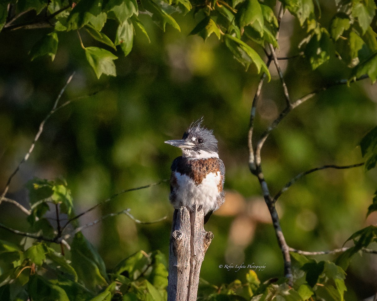 Belted Kingfisher - ML622840093