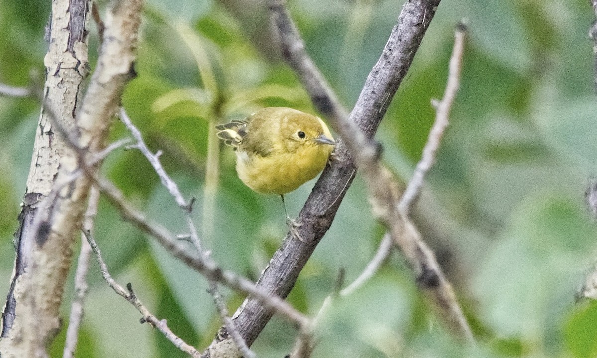 Yellow Warbler (Northern) - ML622840126