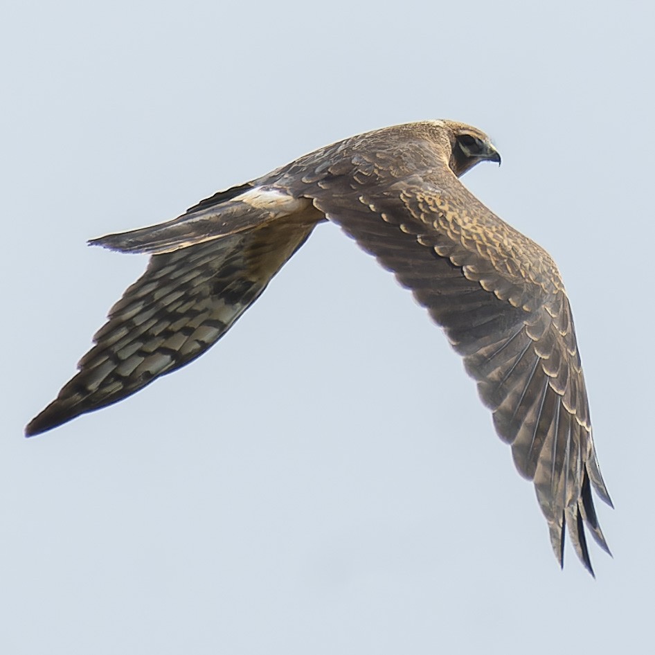 Montagu's Harrier - ML622840153