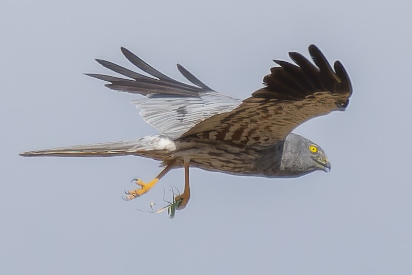 Montagu's Harrier - ML622840154