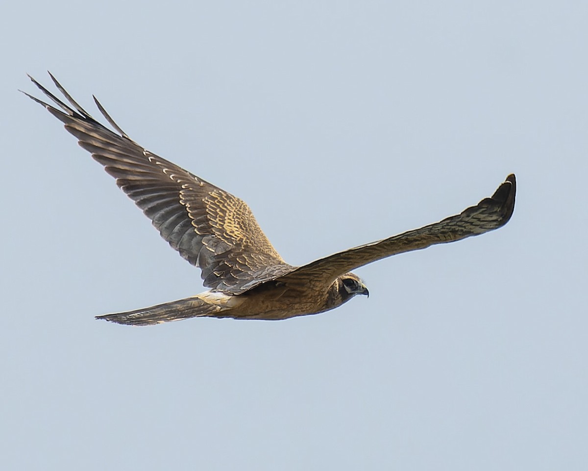 Montagu's Harrier - ML622840155