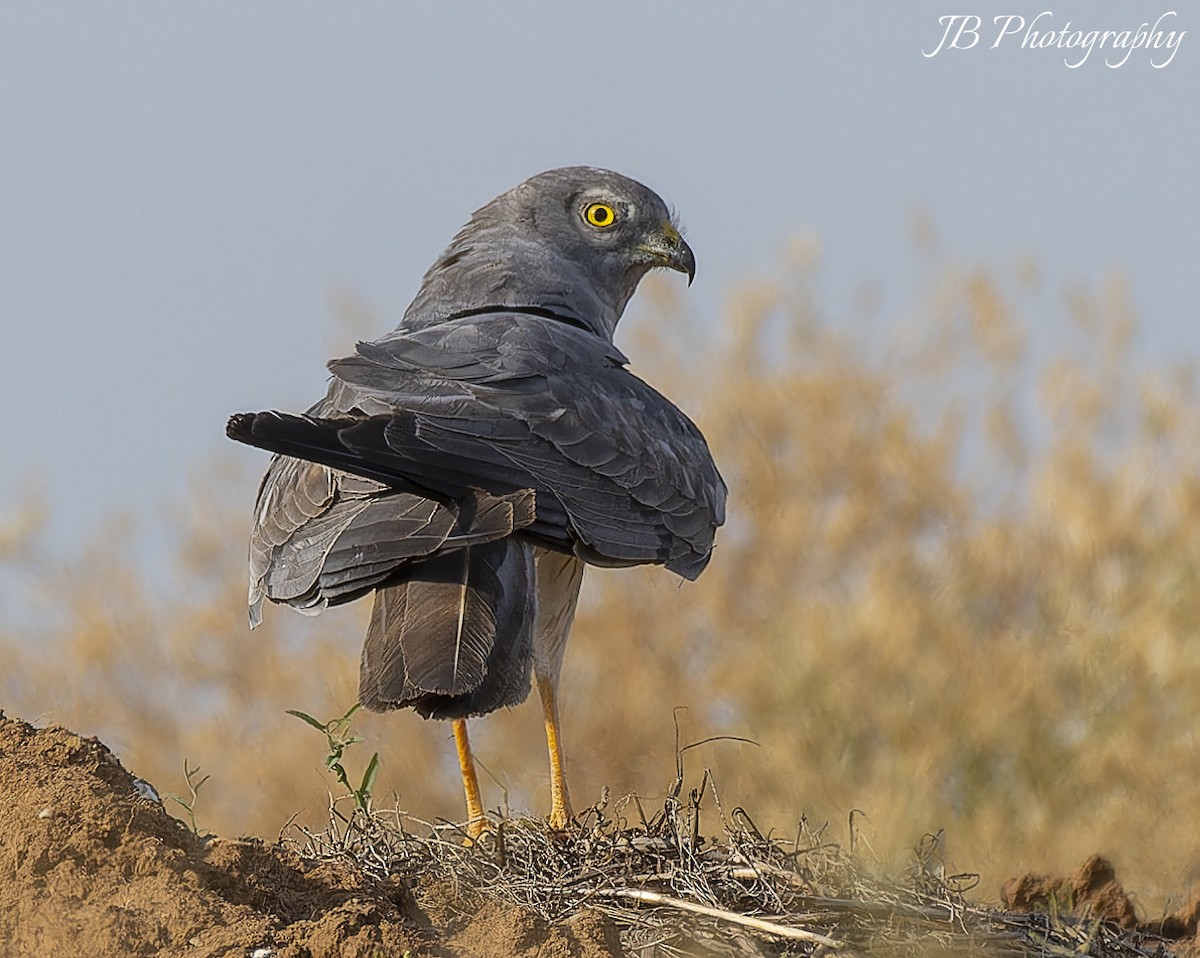 Montagu's Harrier - ML622840156