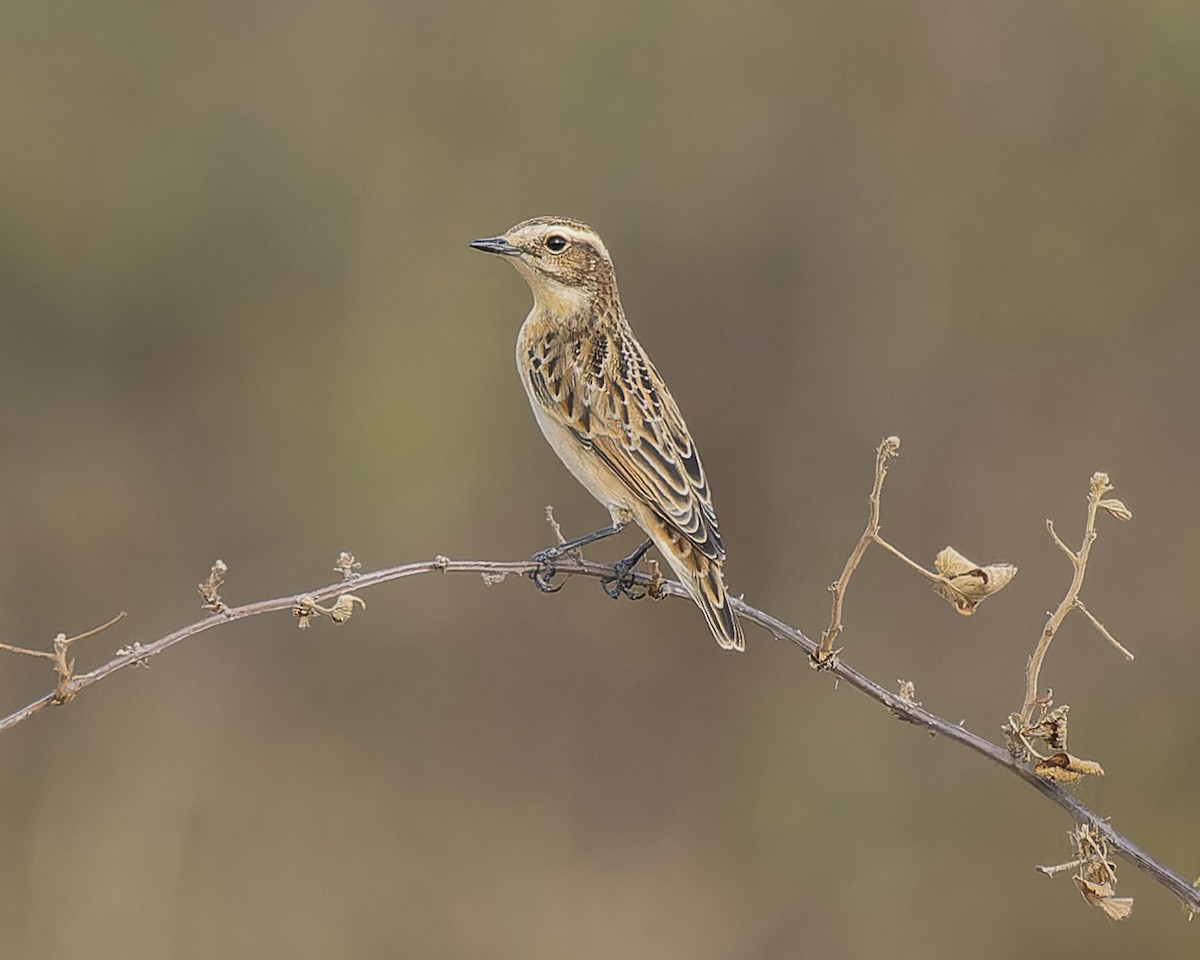 Whinchat - ML622840165