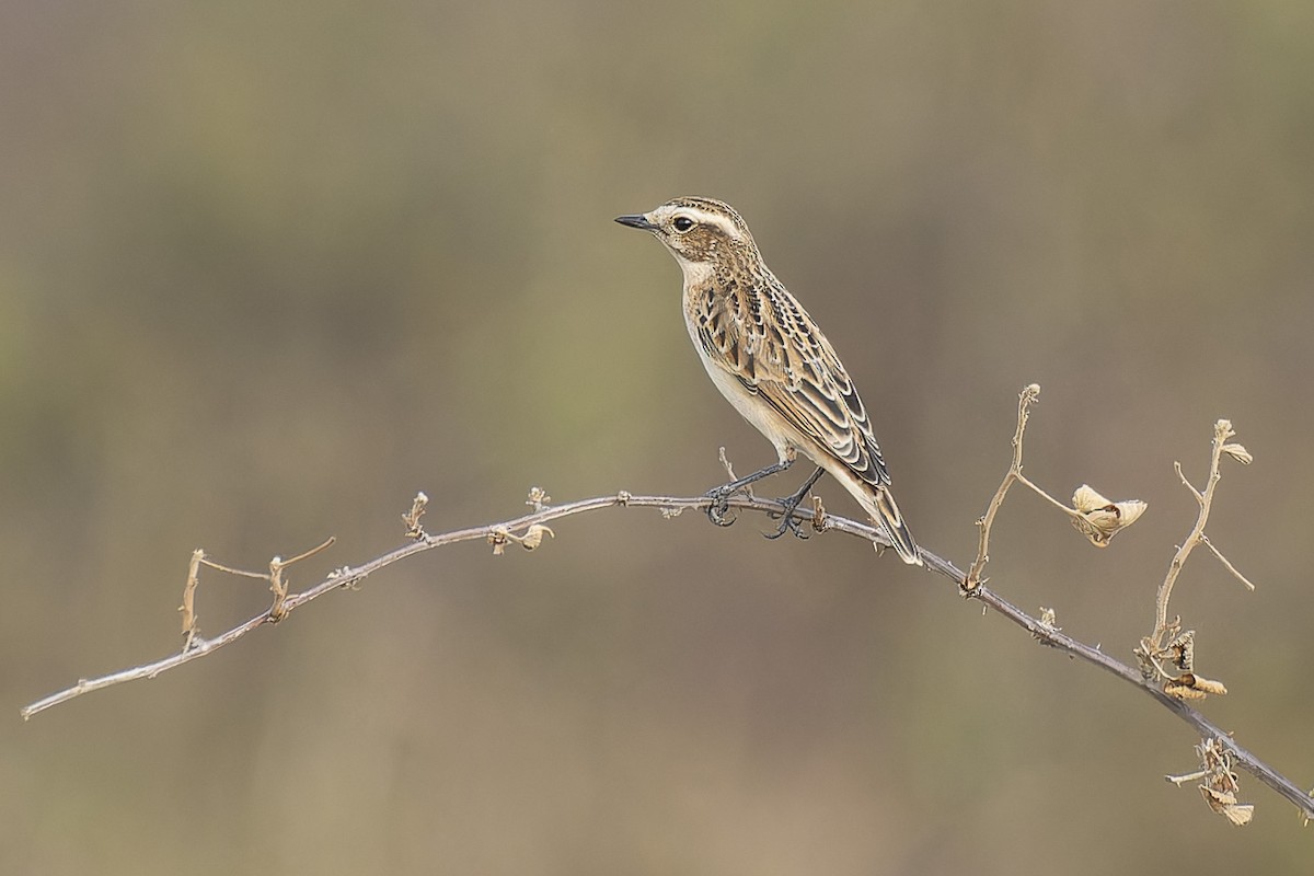 Whinchat - ML622840166