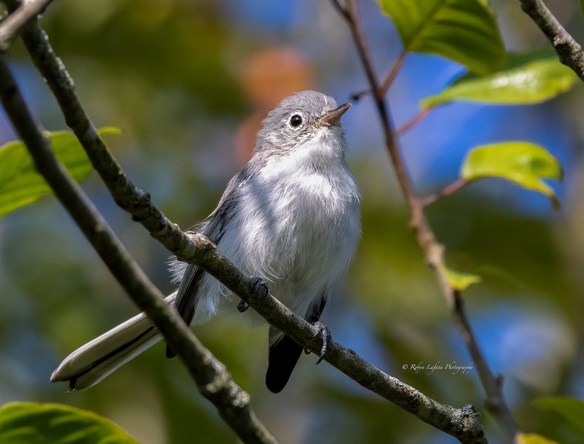 Blue-gray Gnatcatcher - ML622840209