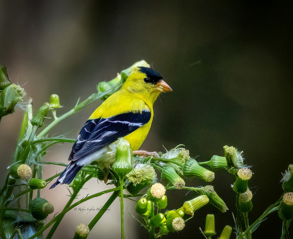 American Goldfinch - ML622840212