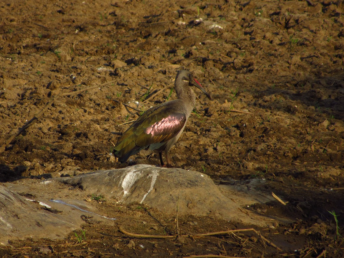 Hadada Ibis - Eric Ray