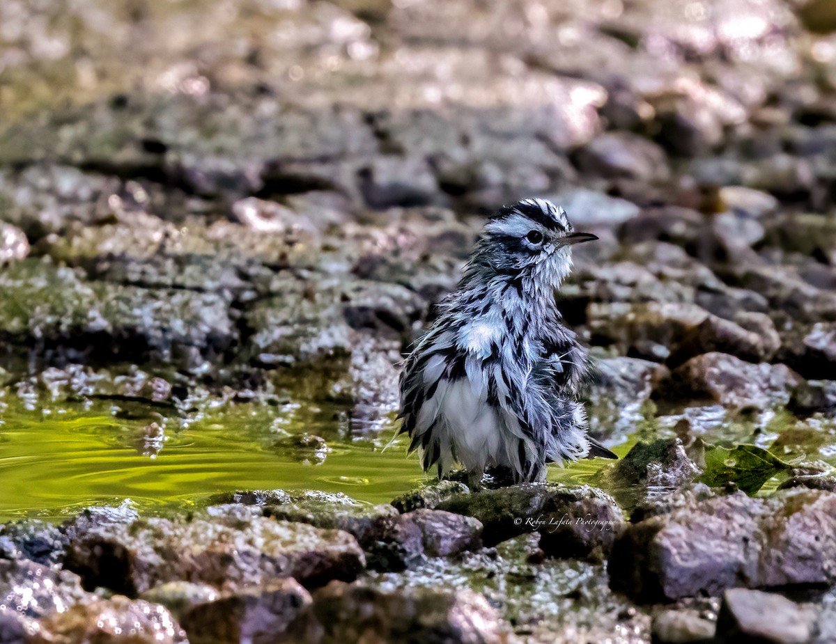 Black-and-white Warbler - ML622840216