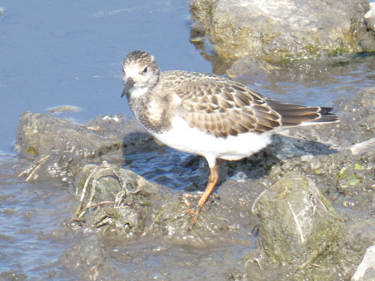 Ruddy Turnstone - David Riddle