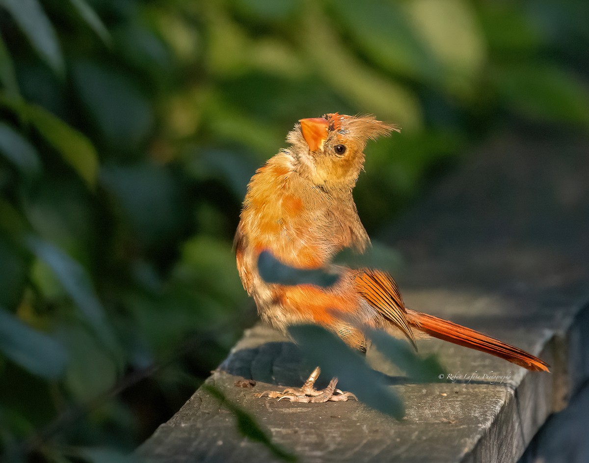 Northern Cardinal - Robyn  Lafata