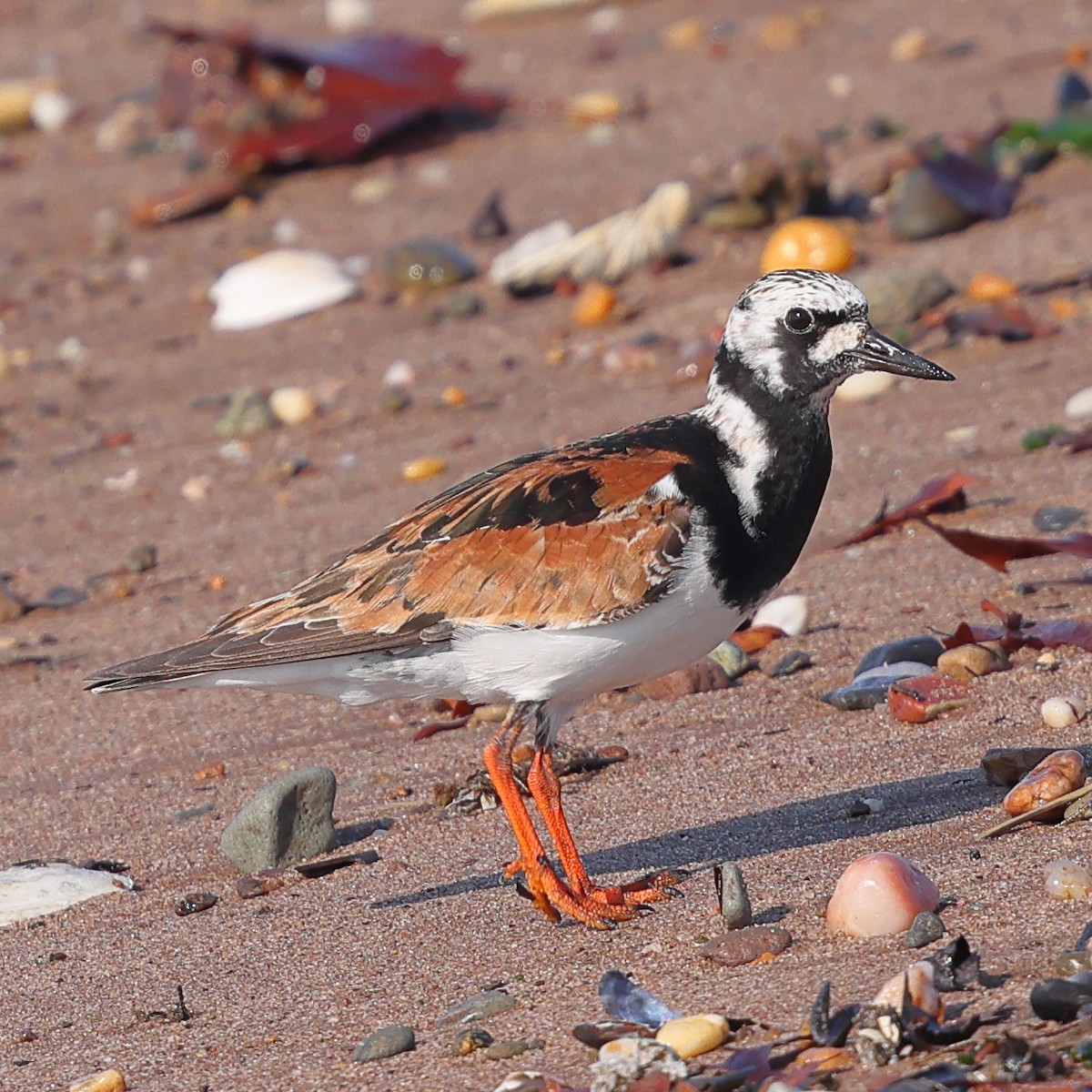 Ruddy Turnstone - Kakul Paul