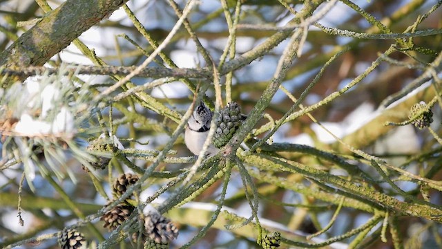 Mésange huppée - ML622840270