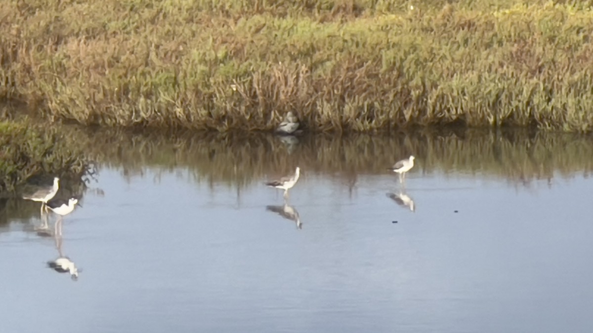 Black-necked Stilt - ML622840340