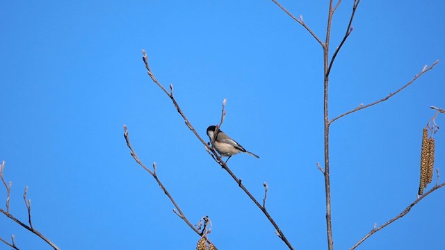 Willow Tit - ML622840364