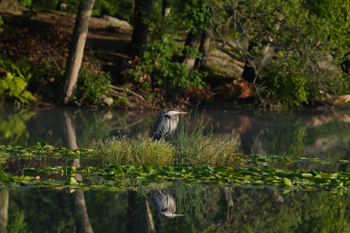 Great Blue Heron - ML622840393