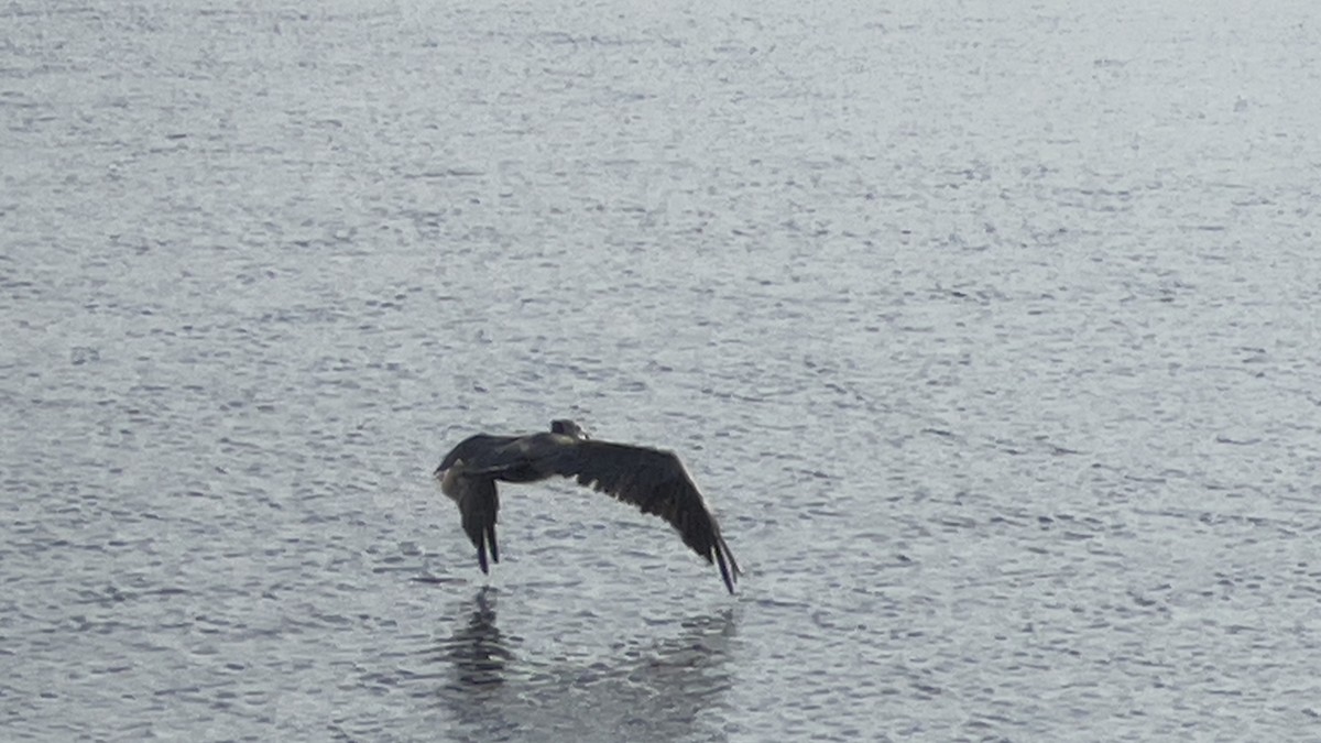 Brown Pelican (California) - ML622840433