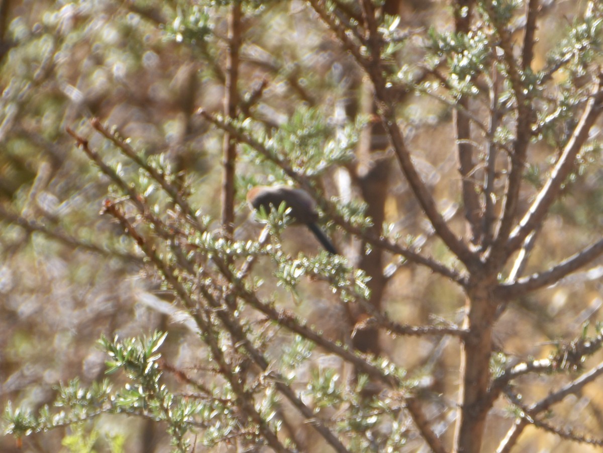 White-browed Tit-Warbler - ML622840441