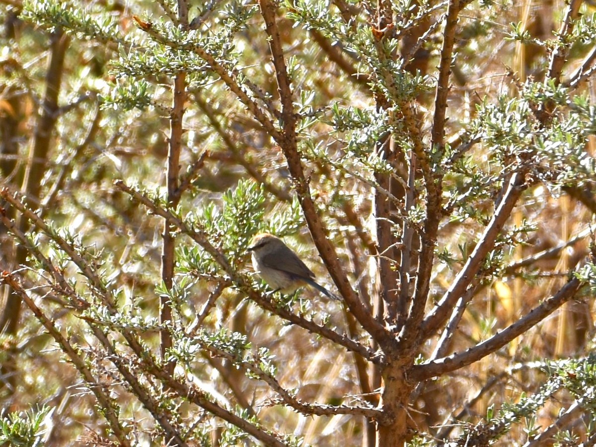 White-browed Tit-Warbler - ML622840442