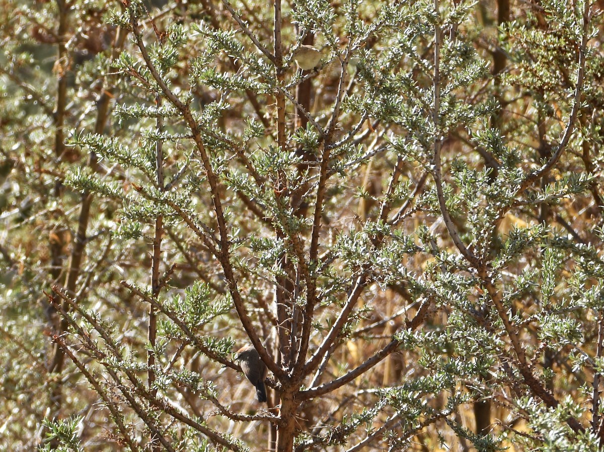 White-browed Tit-Warbler - ML622840447