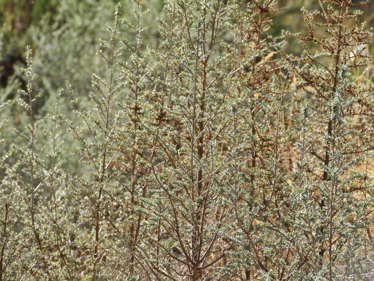 White-browed Tit-Warbler - ML622840450