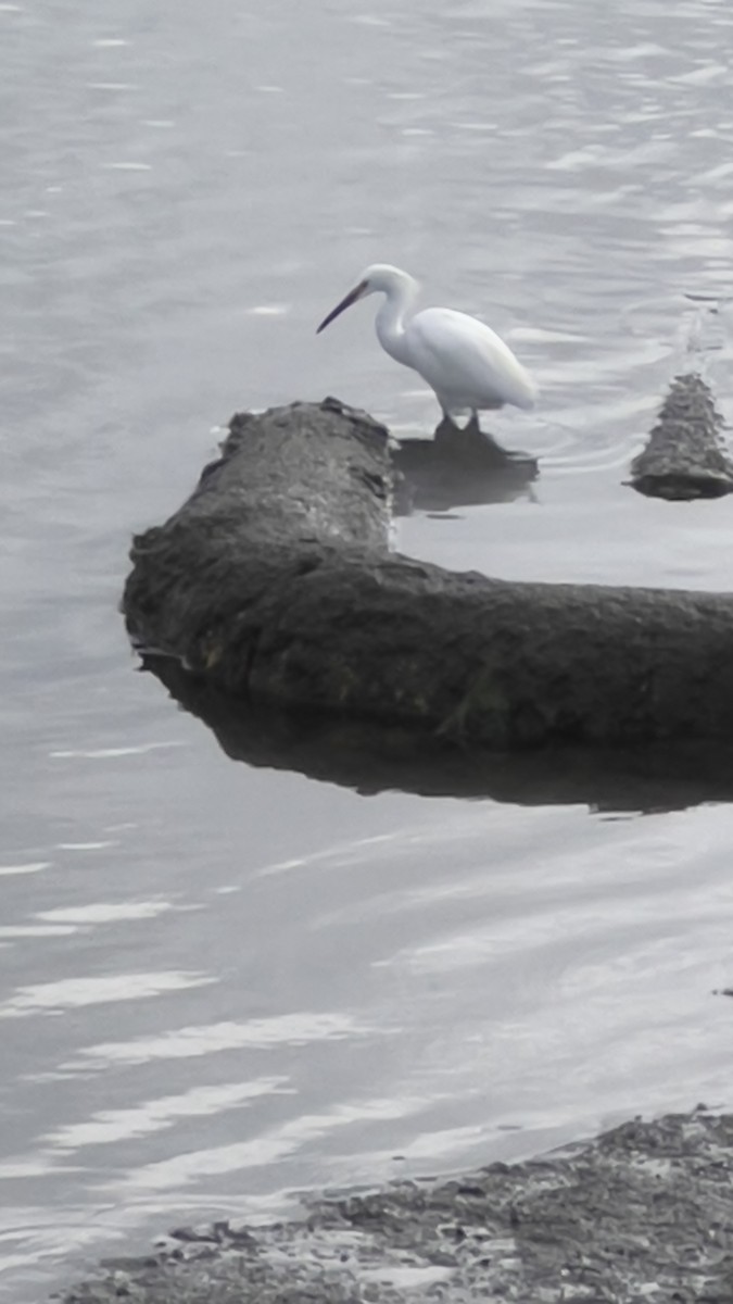 Snowy Egret - ML622840458