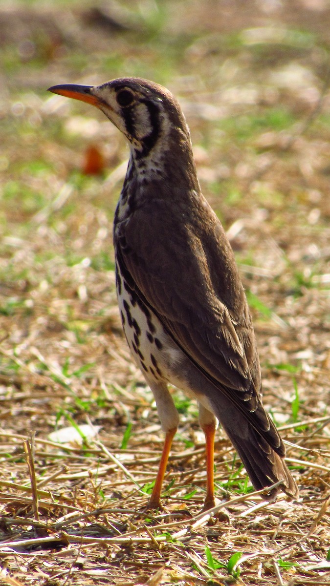 Groundscraper Thrush - ML622840611