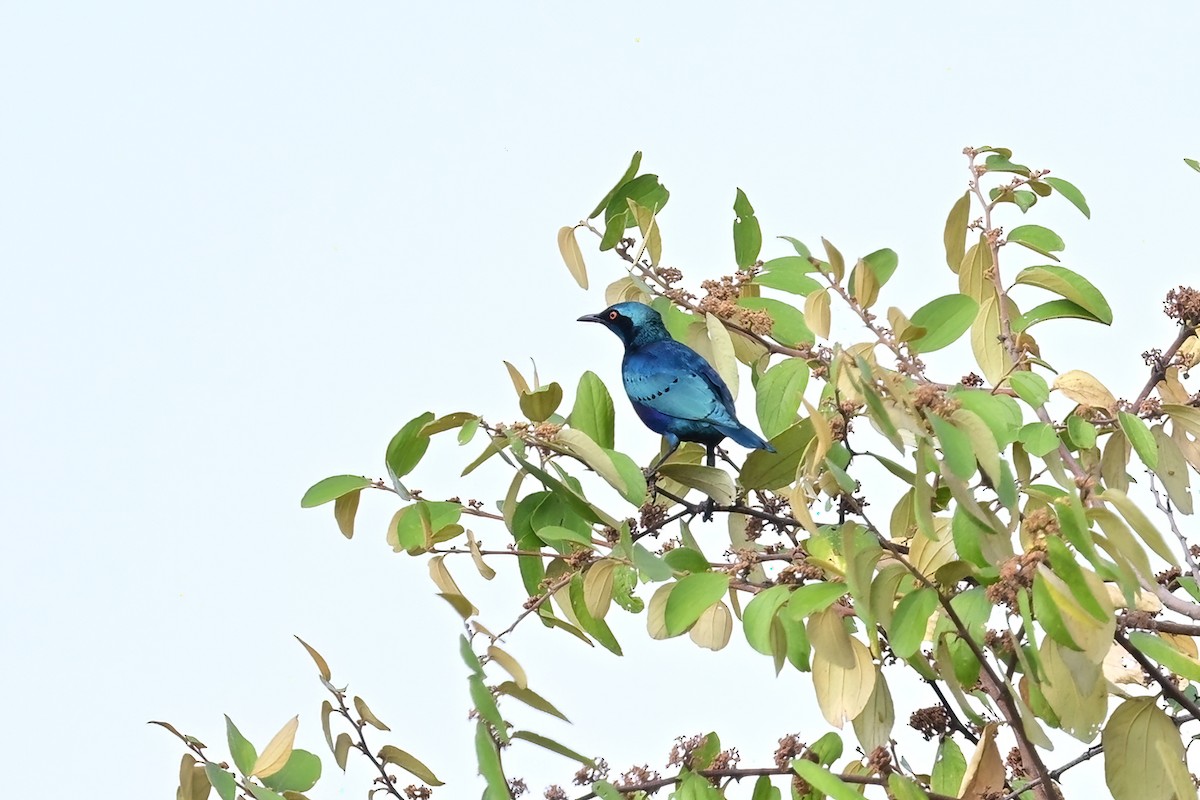 Lesser Blue-eared Starling - ML622840628