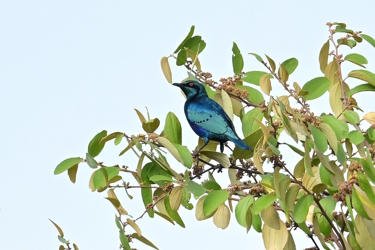 Lesser Blue-eared Starling - ML622840629