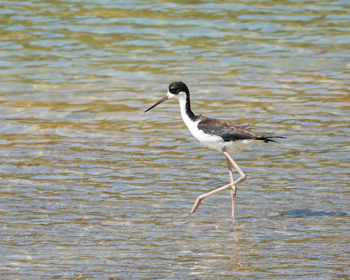 Black-necked Stilt (Hawaiian) - ML622840630