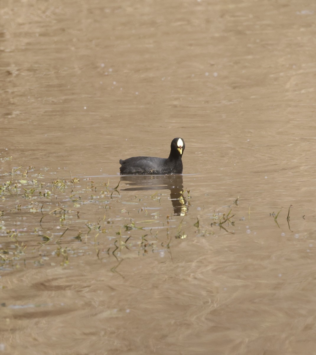 Red-gartered Coot - Pelin Karaca