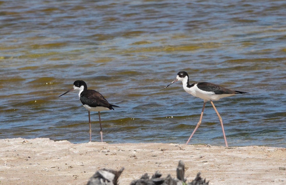 Cigüeñuela Cuellinegra (Hawaiana) - ML622840635