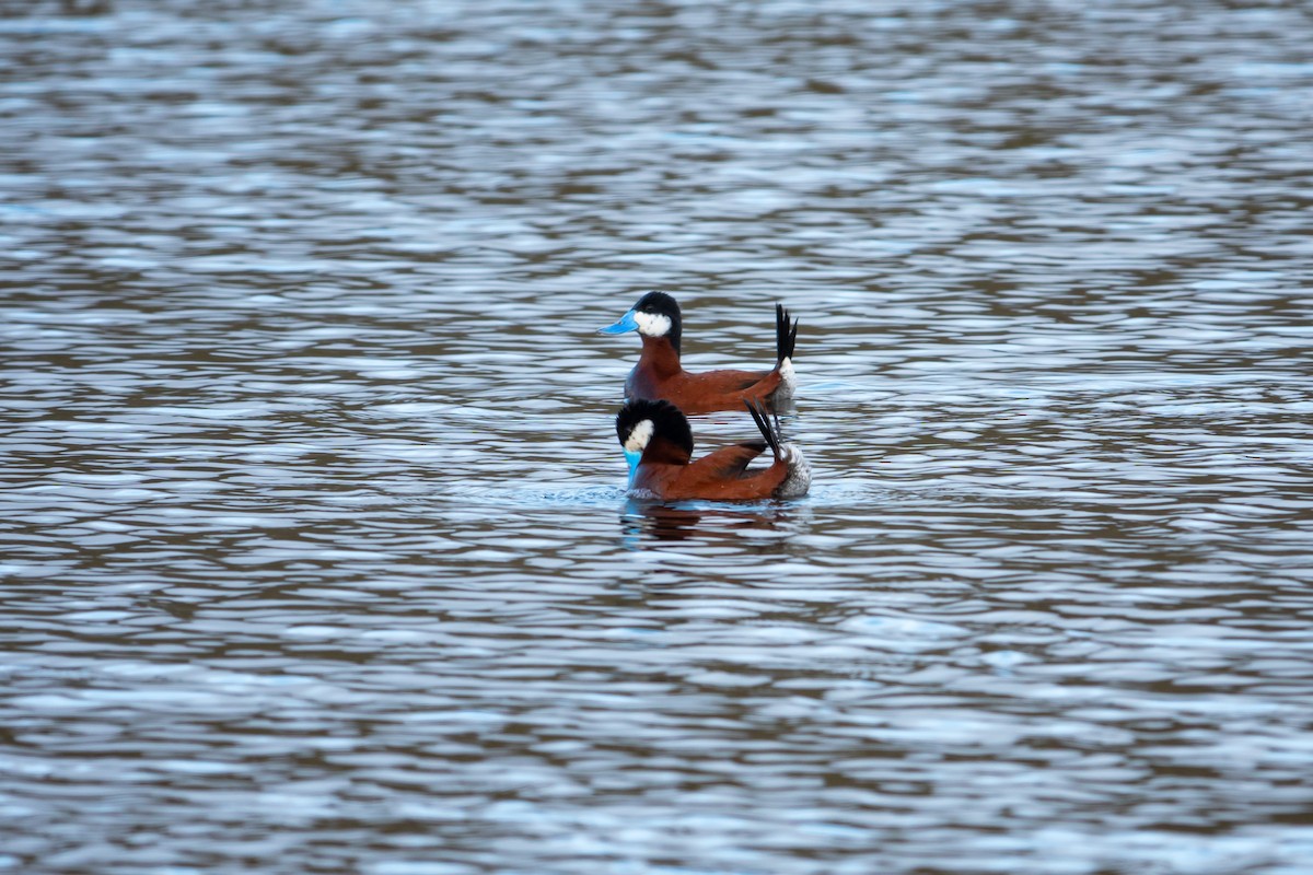 Andean Duck - ML622840650