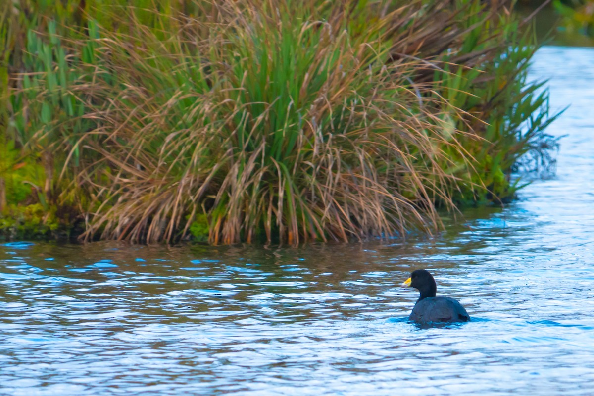 American Coot - ML622840675