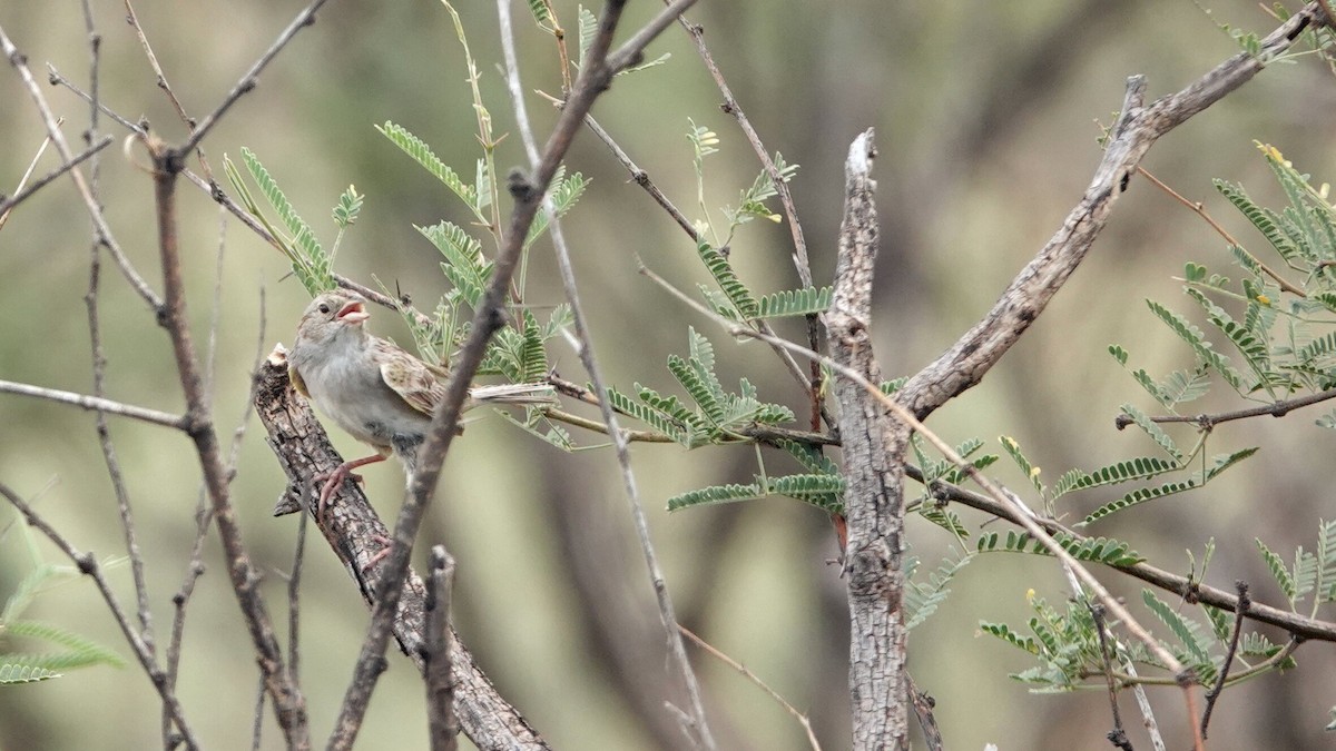 Cassin's Sparrow - ML622840679