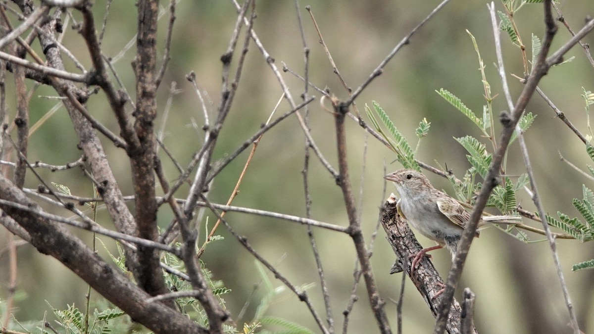 Cassin's Sparrow - ML622840680