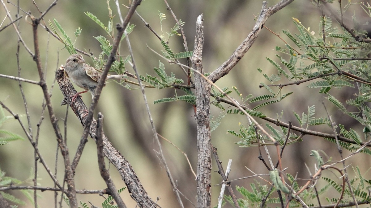Cassin's Sparrow - ML622840681