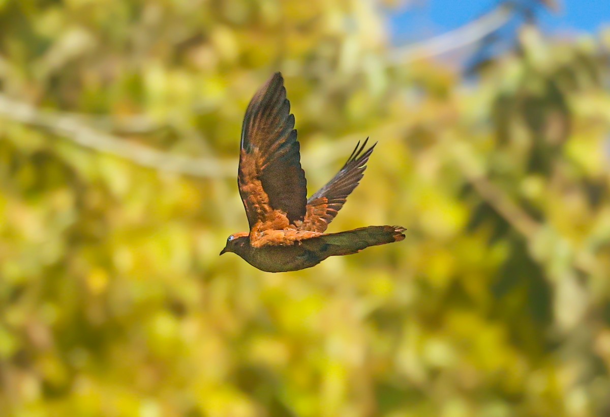 Ruddy Cuckoo-Dove - Akshat K